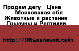 Продам дегу › Цена ­ 800 - Московская обл. Животные и растения » Грызуны и Рептилии   